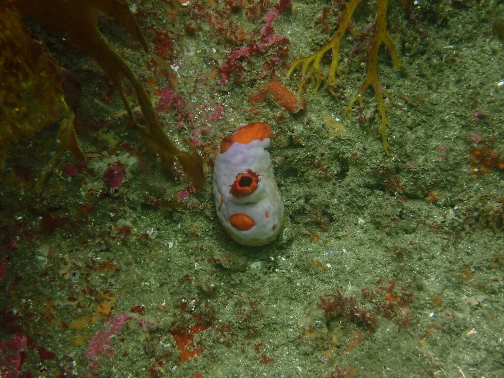 Cnemidocarpa pedata
