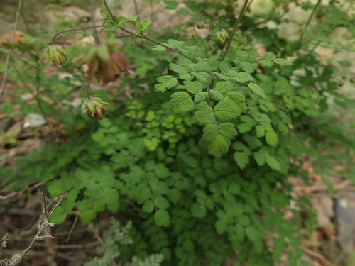Thalictrum cultratum, photograph 1