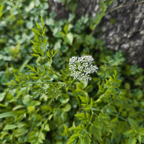 Image of Oenanthe javanica by (c) naturalist132890, some rights reserved (CC BY)