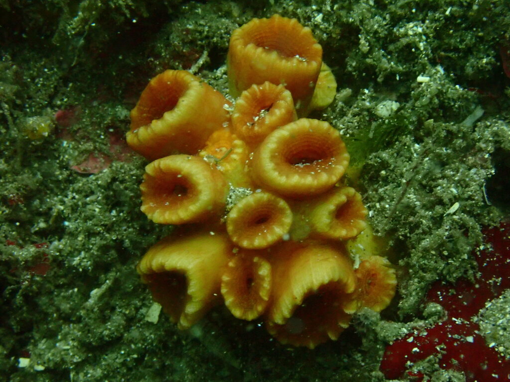 Pretty cave coral