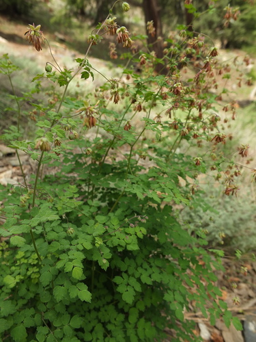 Thalictrum cultratum, photograph 2