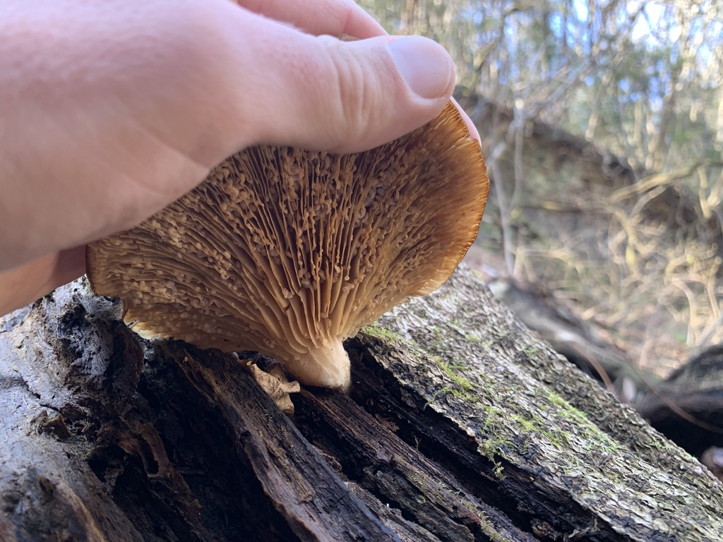 Pleurotus ostreatus · March 2025 · photo: © doju (iNaturalist, cc-by)