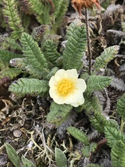 Dryas ajanensis