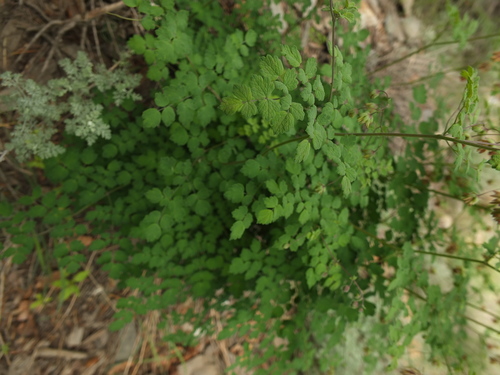Thalictrum cultratum, photograph 3