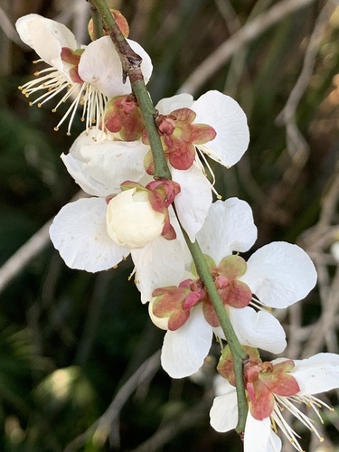 Japanese Apricot (Prunus mume)