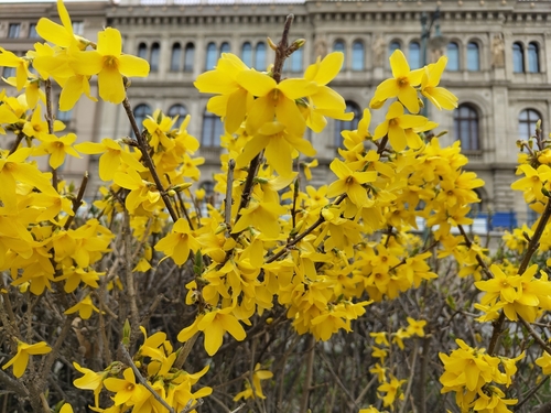 Weeping forsythia