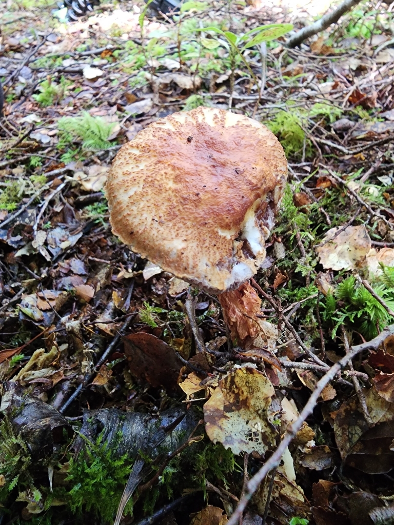 Austroboletus novae-zelandiae · March 2025 · photo: © nicnation (iNaturalist, cc-by)