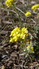 Alyssum gmelinii