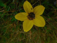 Bidens andicola