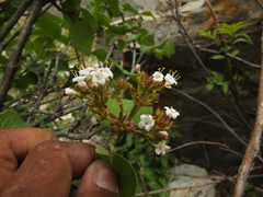 Viburnum cotinifolium