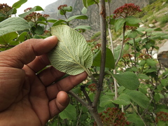 Viburnum cotinifolium