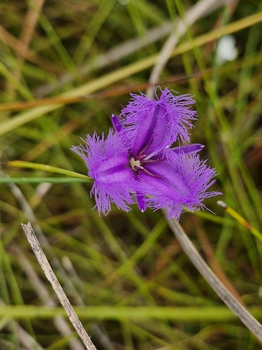Image of Branching Fringe Lily (Thysanotus juncifolius) by (c) ronavery, some rights reserved (CC BY)
