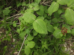 Viburnum cotinifolium