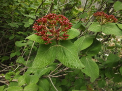 Viburnum cotinifolium