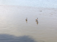 Branta canadensis