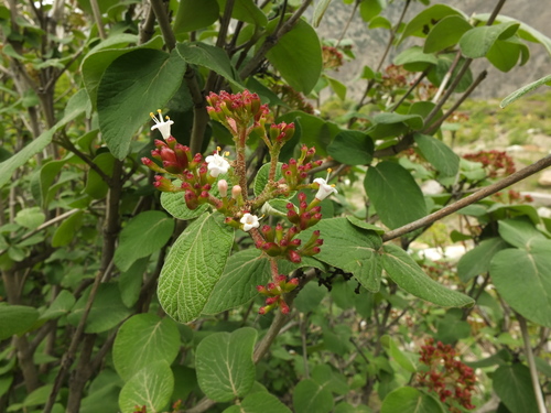 Image of Viburnum cotinifolium by (c) Siddarth Machado, some rights reserved (CC BY)
