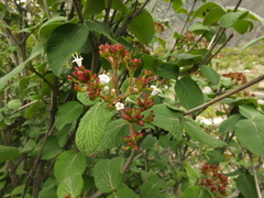 Viburnum cotinifolium