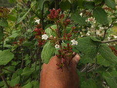 Viburnum cotinifolium