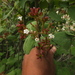 Viburnum cotinifolium - Photo (c) Siddarth Machado, algunos derechos reservados (CC BY), subido por Siddarth Machado