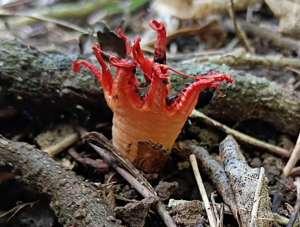 Aseroe rubra · March 2025 · photo: © alice_shanks (iNaturalist, cc-by)
