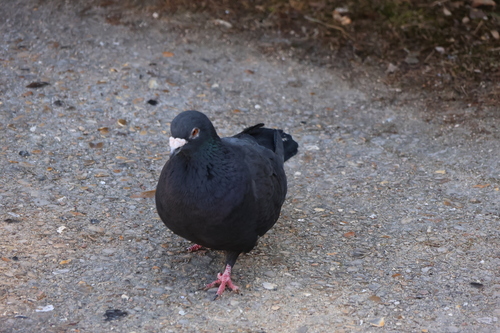 Paloma bravía (Columba livia)