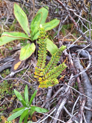 Veronica canterburiensis observed 2025-03-12