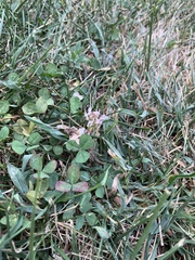 Trifolium repens