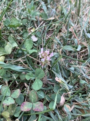 Trifolium repens
