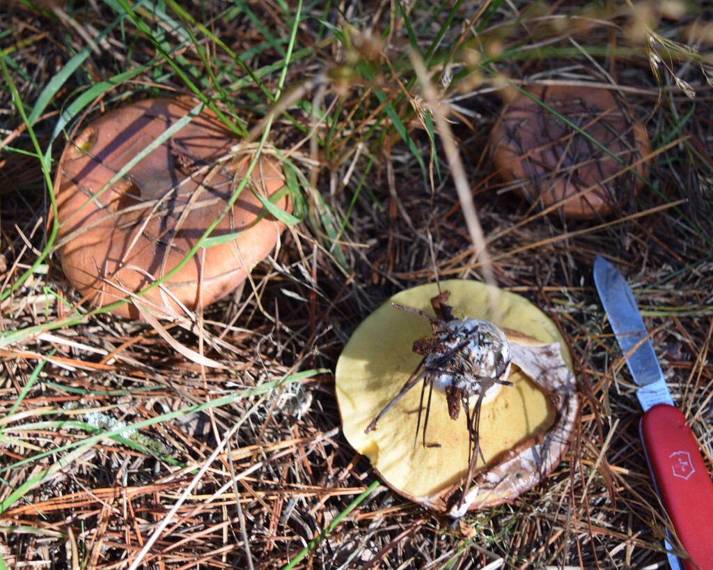 Suillus luteus · March 2025 · photo: © davidwhyte (iNaturalist, cc-by-sa)