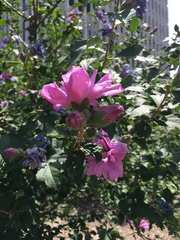 Hibiscus syriacus