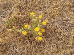 Centaurea solstitialis