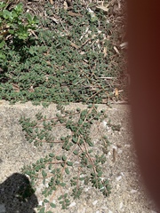 Euphorbia maculata