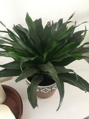 Dracaena fragrans compacta