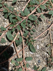 Euphorbia maculata