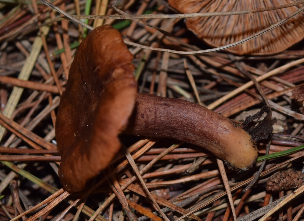 Lactarius rufus · March 2025 · photo: © davidwhyte (iNaturalist, cc-by-sa)