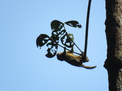 Tamiops mcclellandii