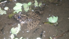 Limnonectes macrodon