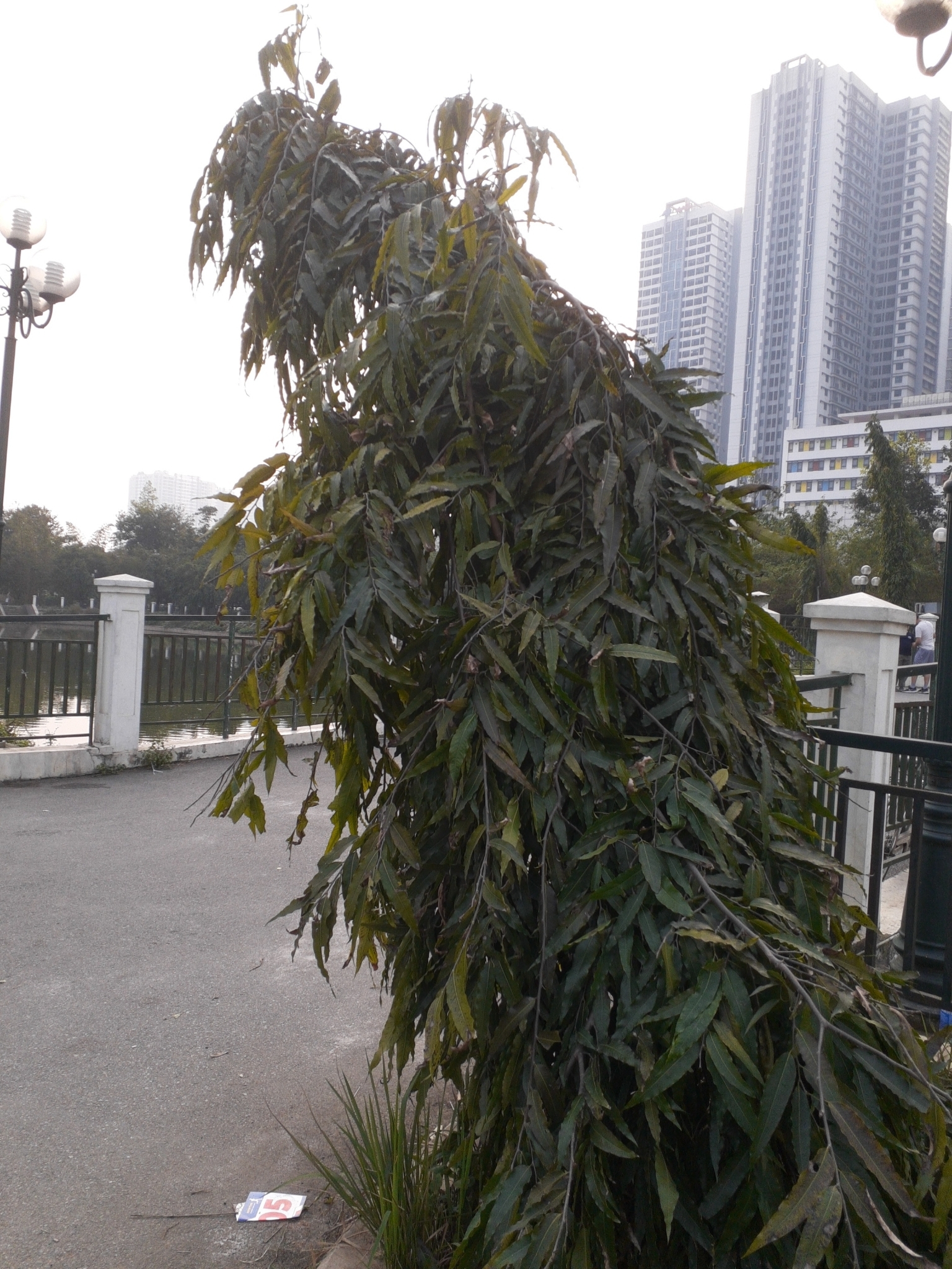 Polyalthia longifolia — ảnh 3