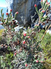 Erica glauca glauca
