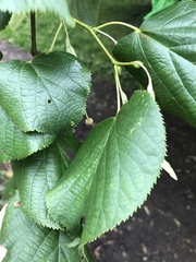 Tilia × europaea
