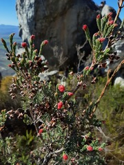 Erica glauca glauca