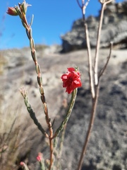 Erica glauca glauca