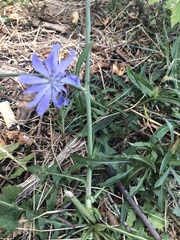 Cichorium intybus