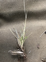 Festuca brachyphylla