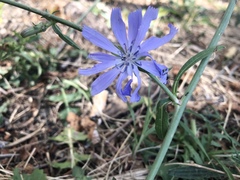 Cichorium intybus