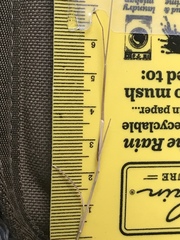 Festuca brachyphylla