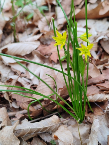 Gagea spathacea, photograph 4