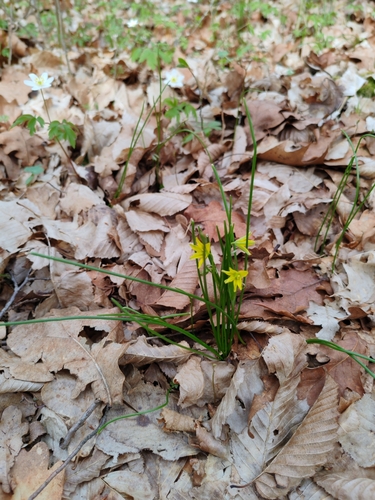 Gagea spathacea, photograph 5