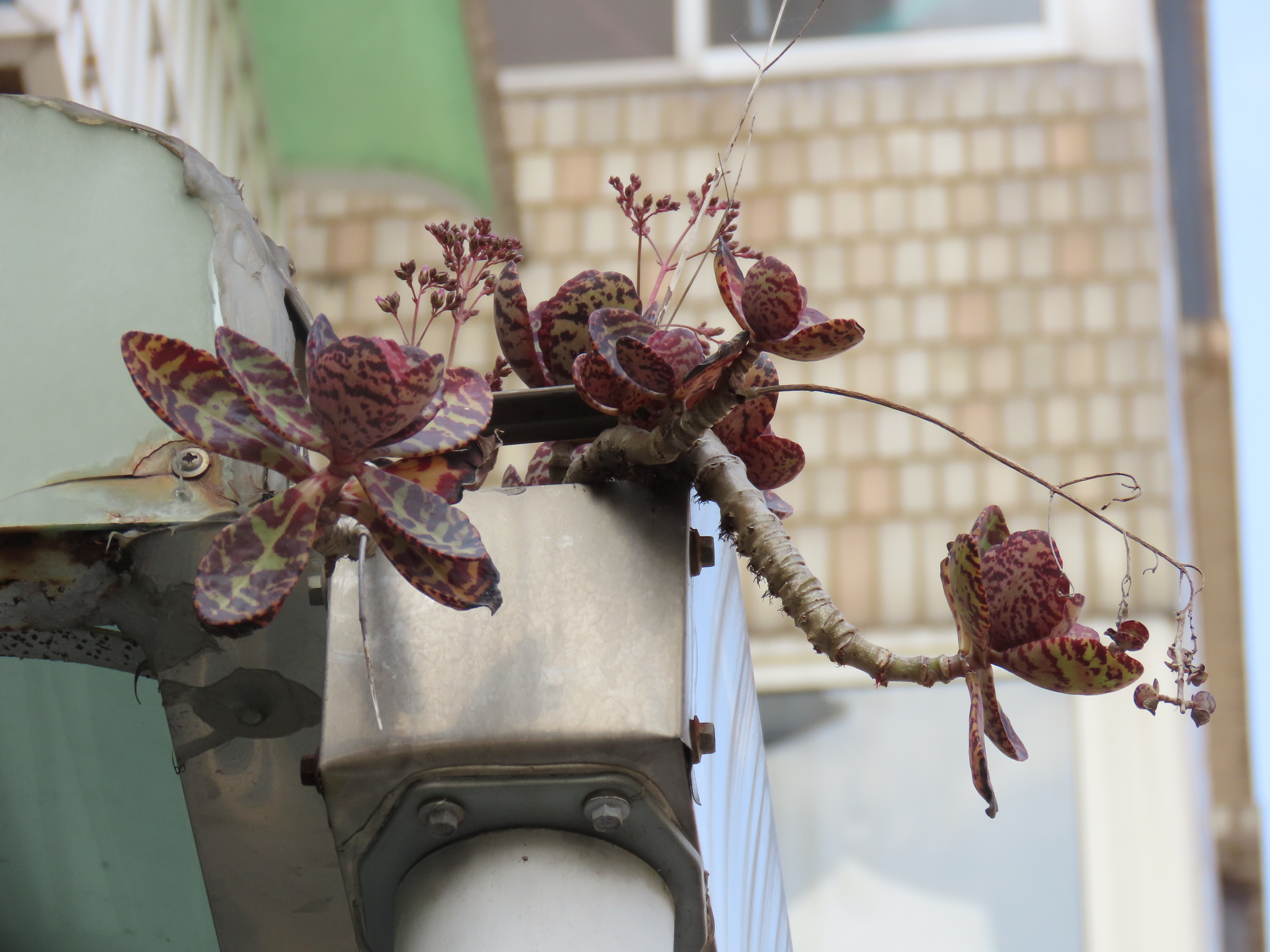 Imagem de Kalanchoe-zebra