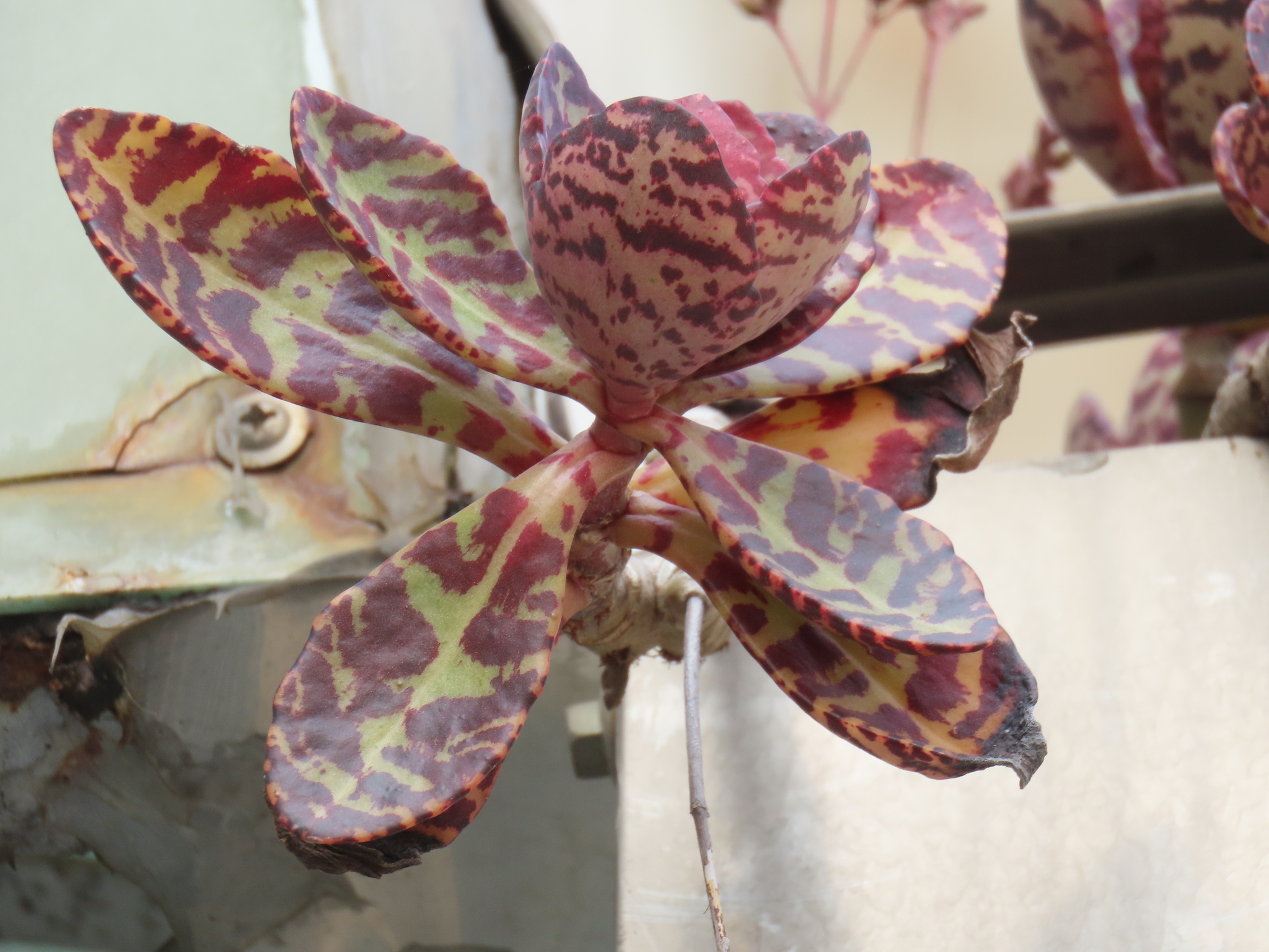 Imagem de Kalanchoe-zebra